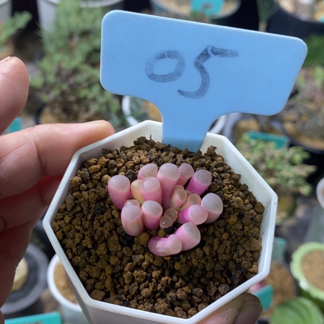 五十铃玉锦多肉植物一个