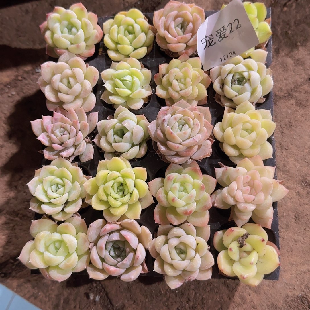 直播福利一物一拍22