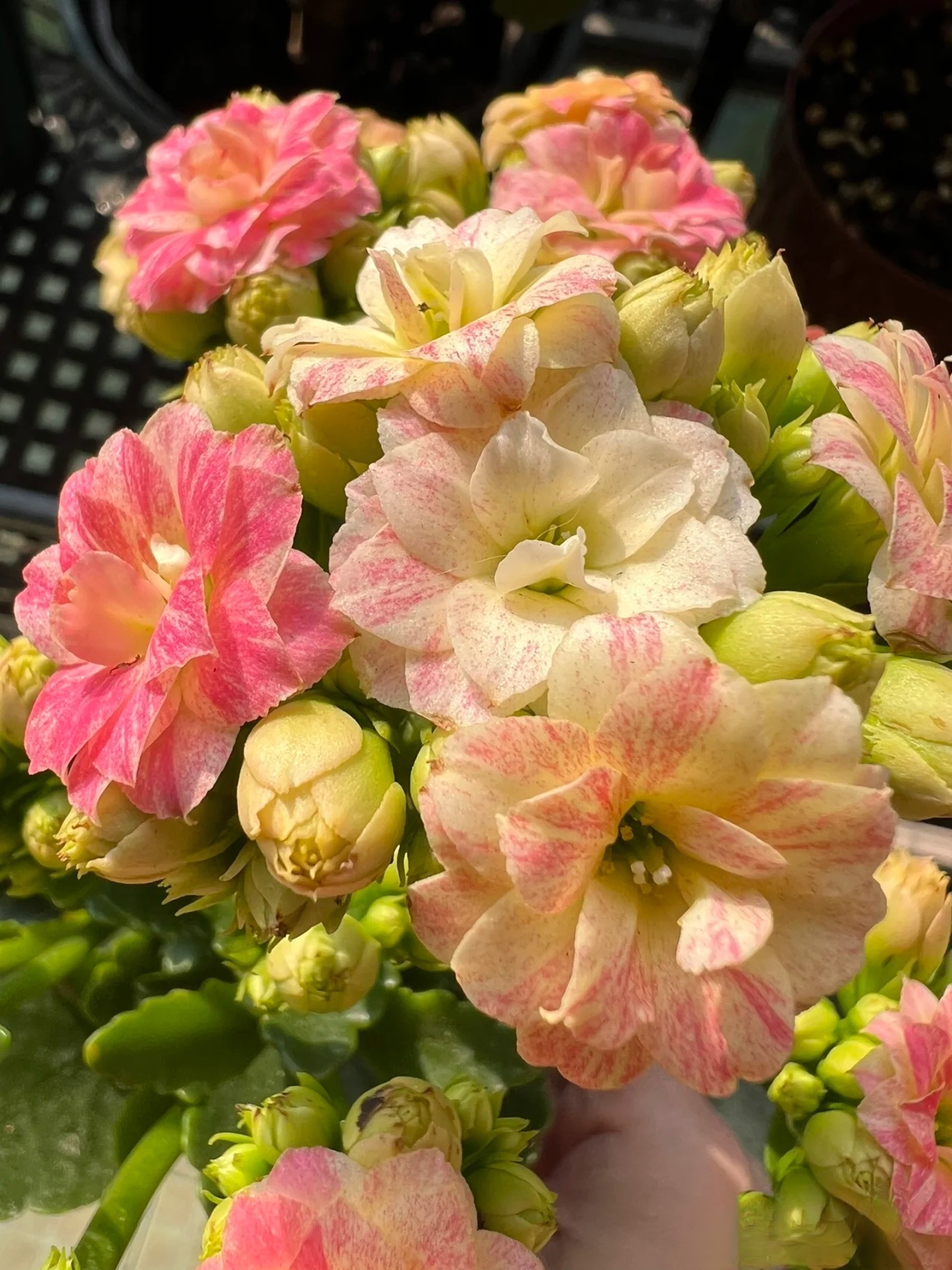 【彩虹糖】重瓣复色大花长寿花带花苞