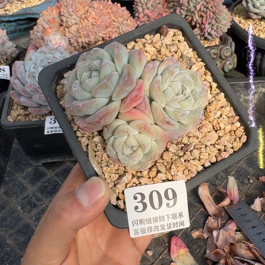 309冰玉3头群9-10cm左右（满28包邮）