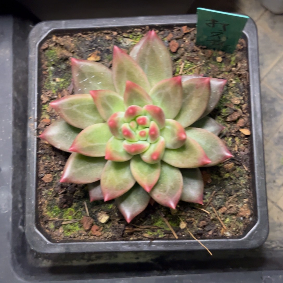 打***死美人杂交脱土发货。。