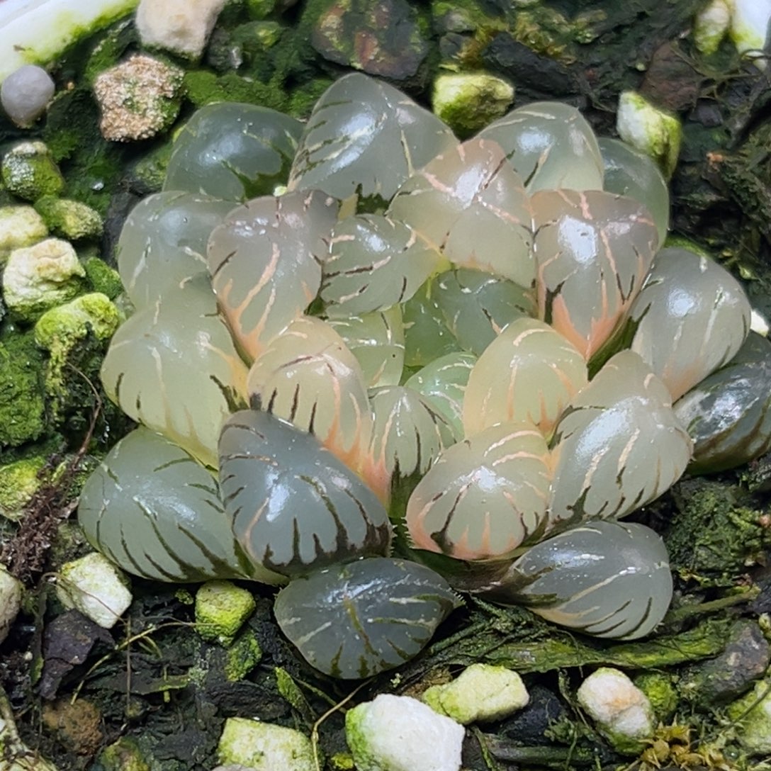 十二卷多肉植物2112大紫