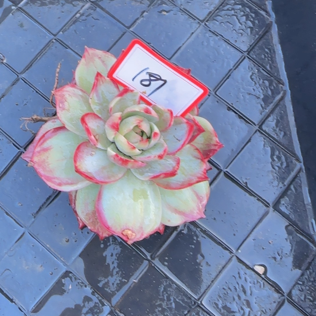 181                    