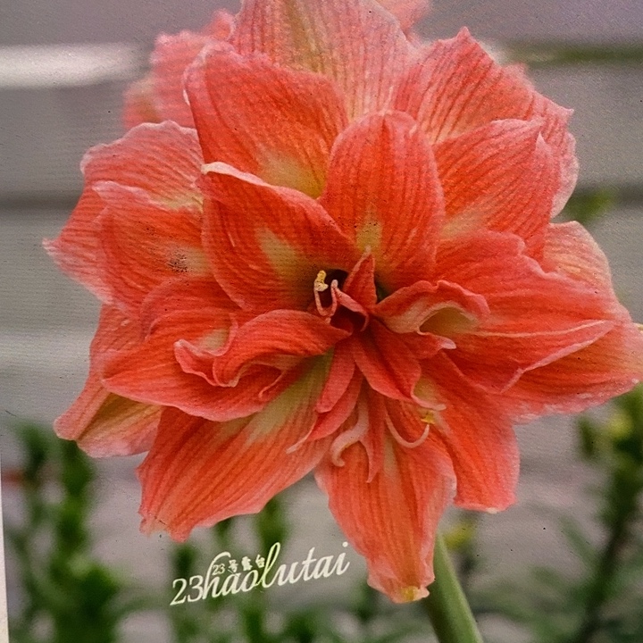 双色粉3厘米朱顶红