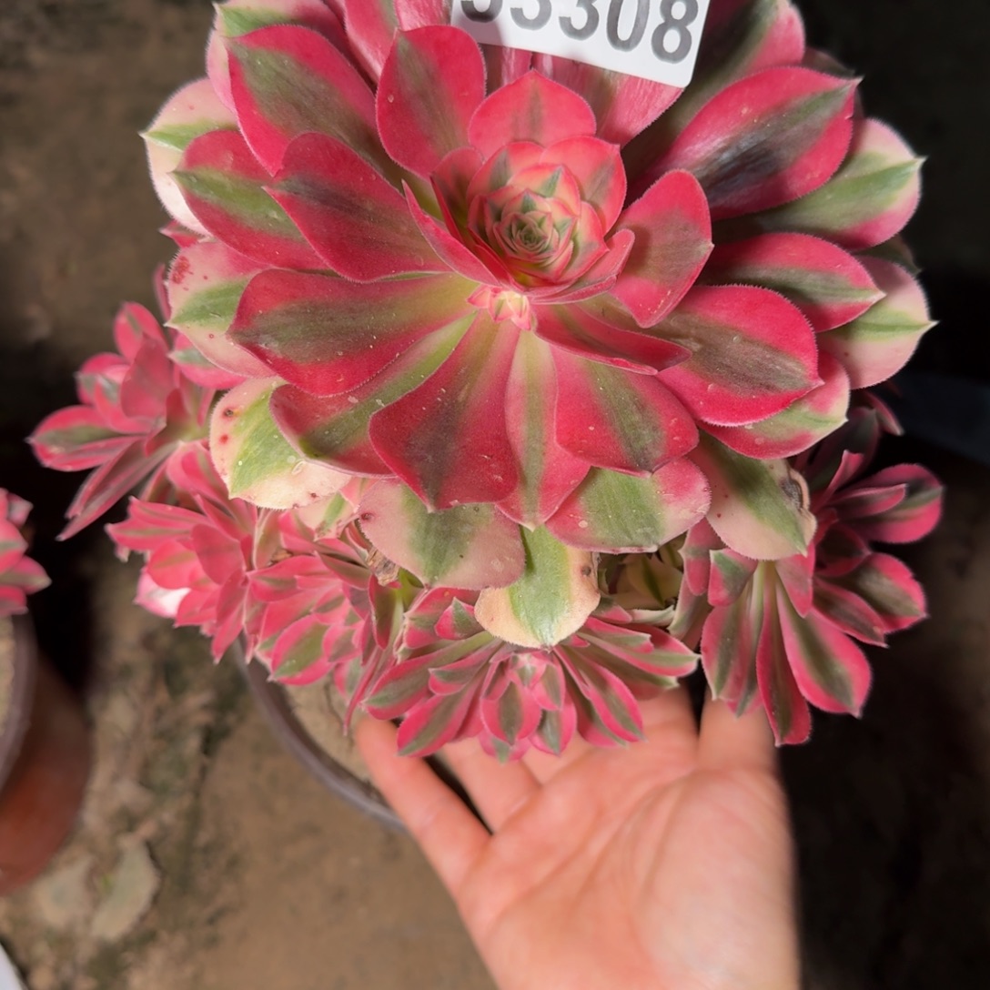 33308女巫多肉植物