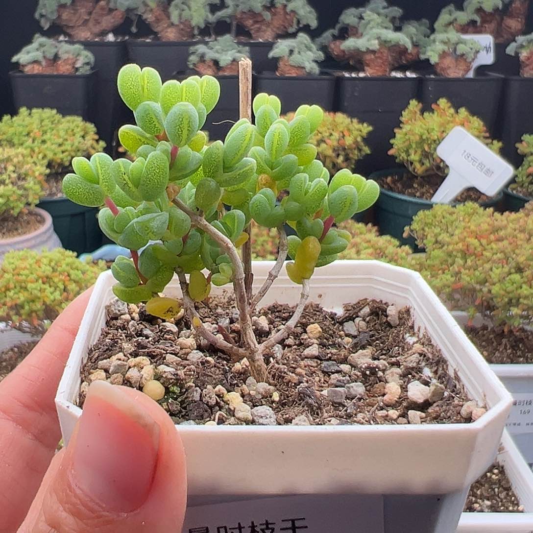 ?*奇137号元宝12.2多肉