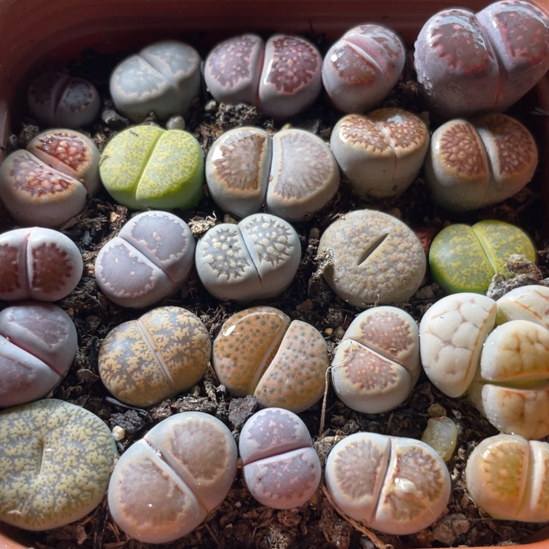 大盆特价一物一拍～25