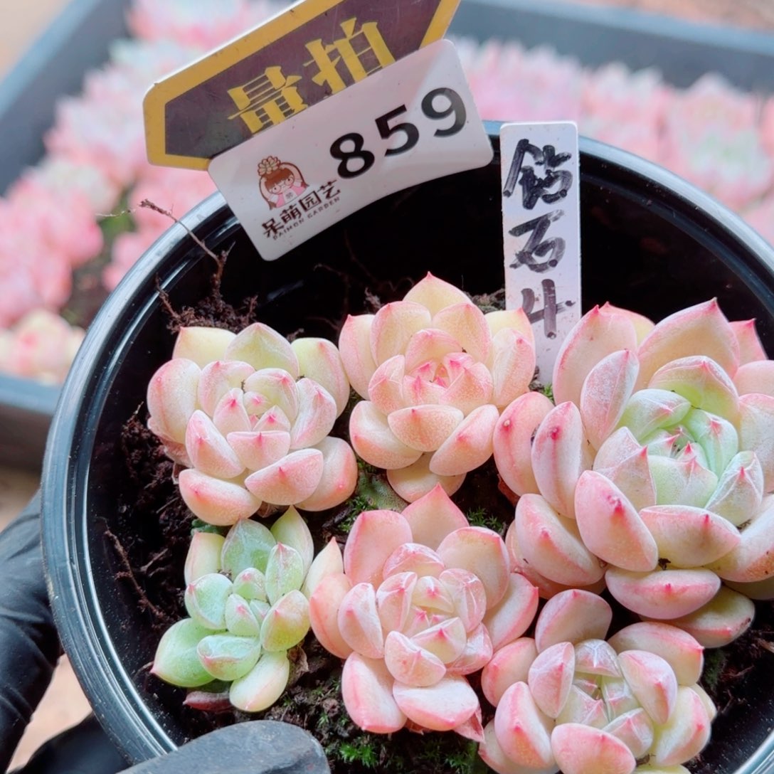 多肉植物多肉植物