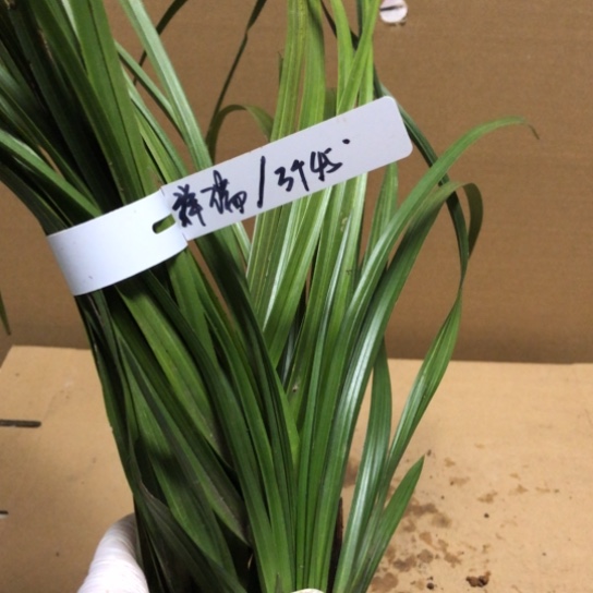 完全开放蕙兰带花包