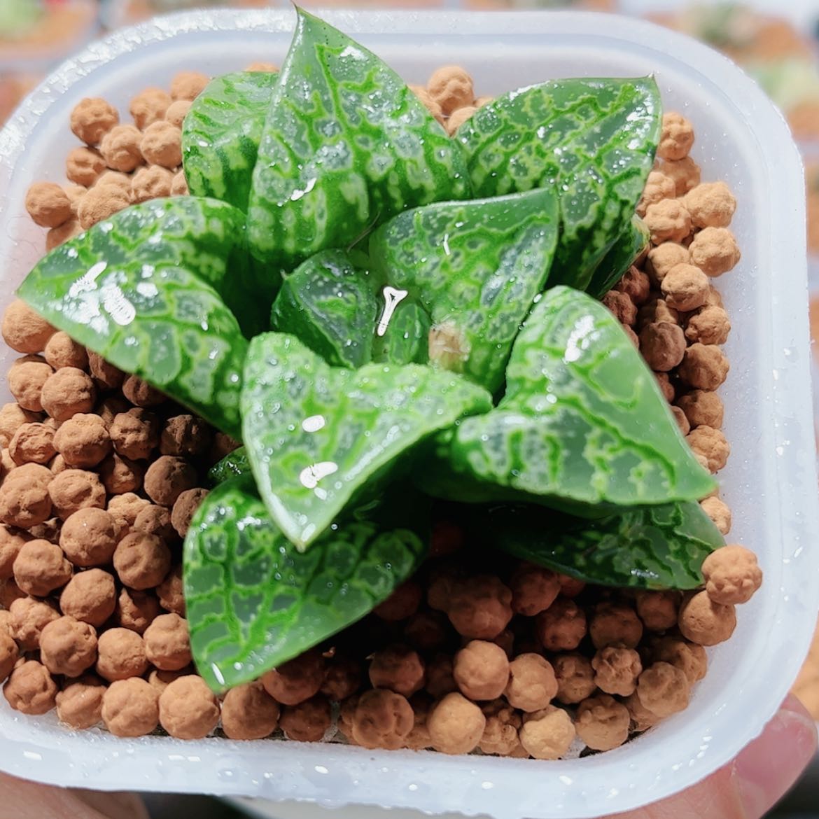 【闪购商品】假面舞会