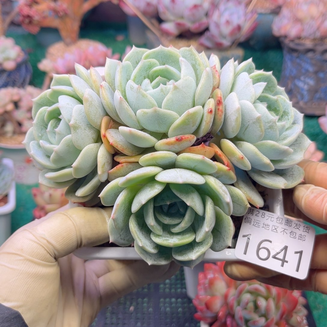 大1641（d h d j c bv n