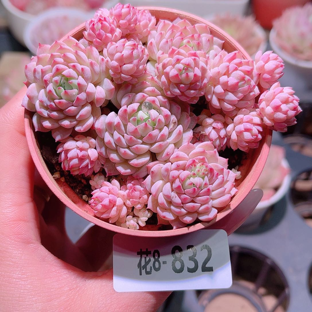 花利美8-832小粉莓