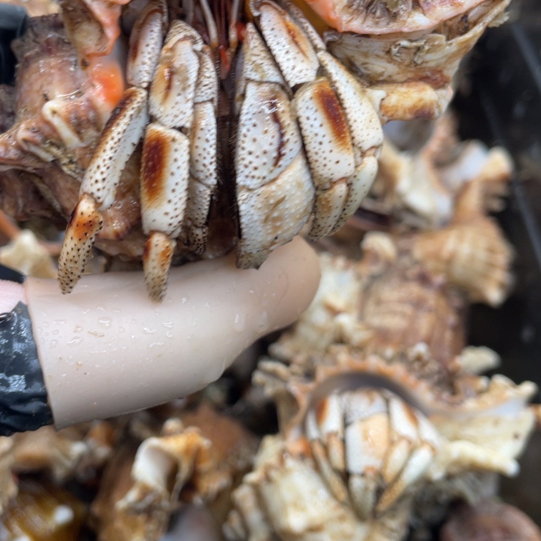 不退不换活体宠物250