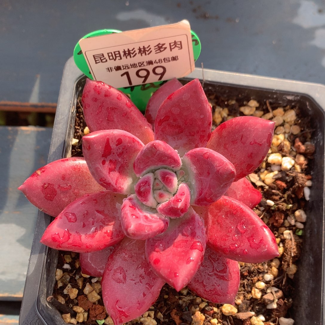 赫菲斯托单头199