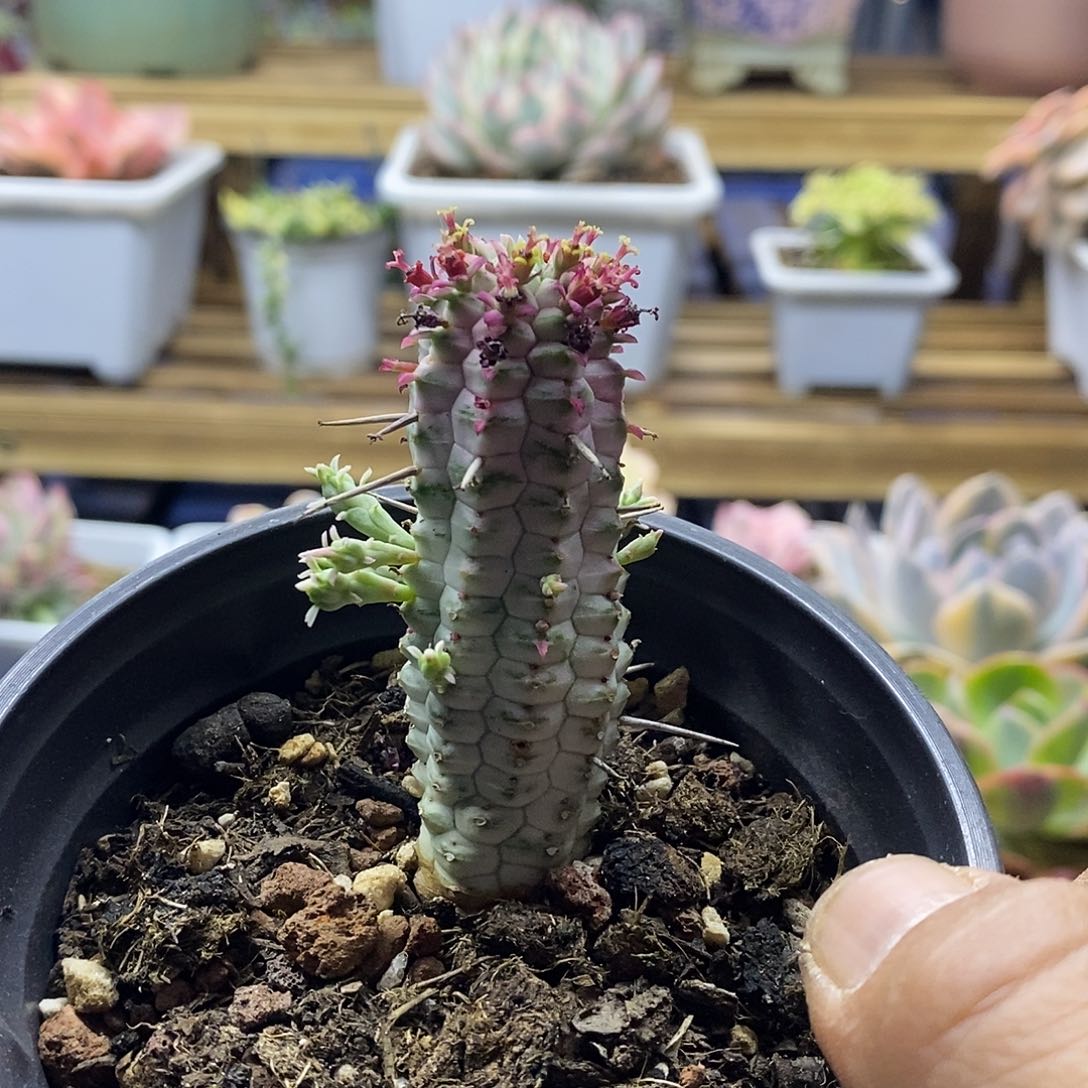 26150 白桦麒麟锦