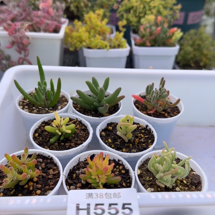 555-套组8个品种植物枝干