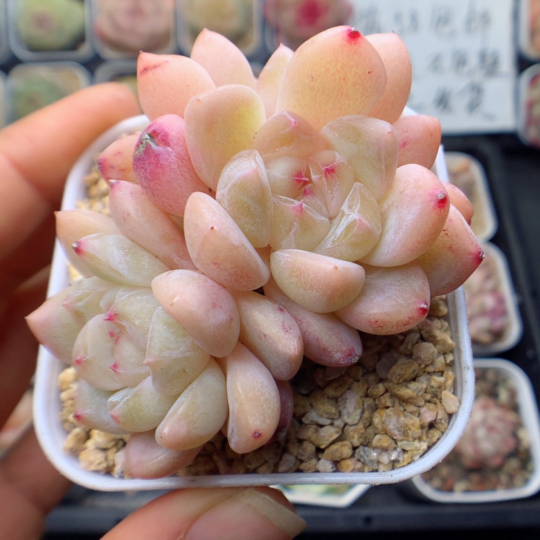 多肉植物。  糖心21