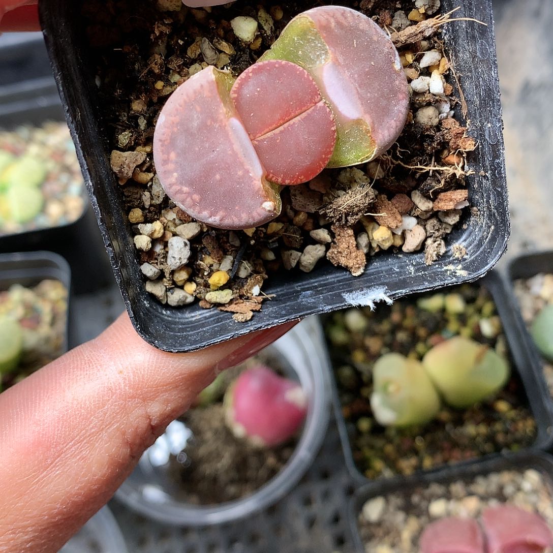 B123多肉植物保护