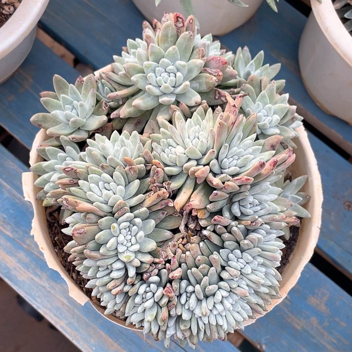 【闪购商品】白姆流丹