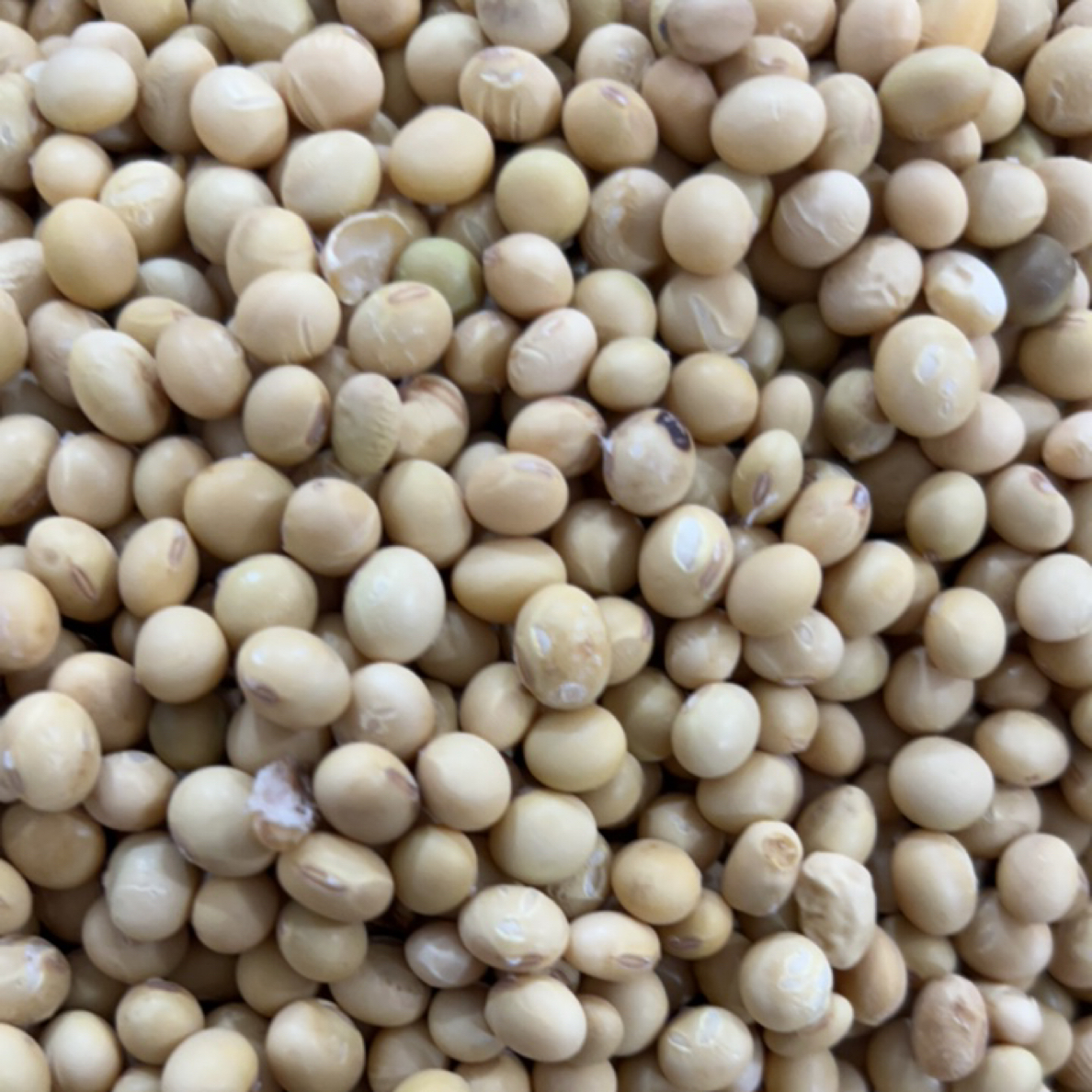 农家自种土黄豆非转基因老品种黄豆带肚脐打豆浆豆腐专用大豆
