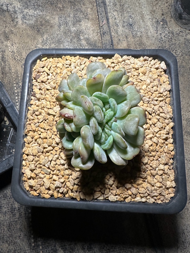 程成多肉植物红恋缀