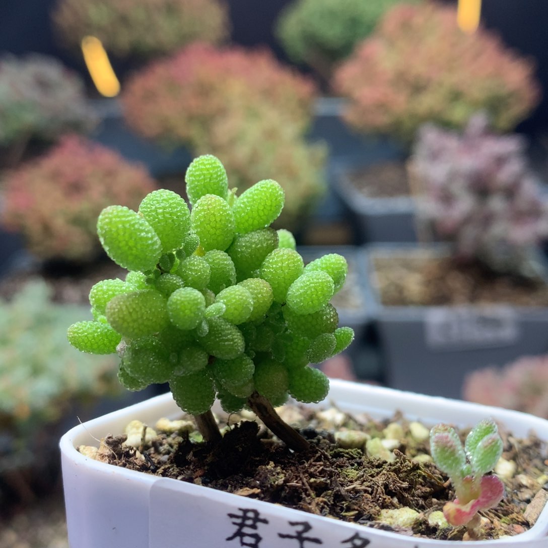 c185金桔枝干番杏