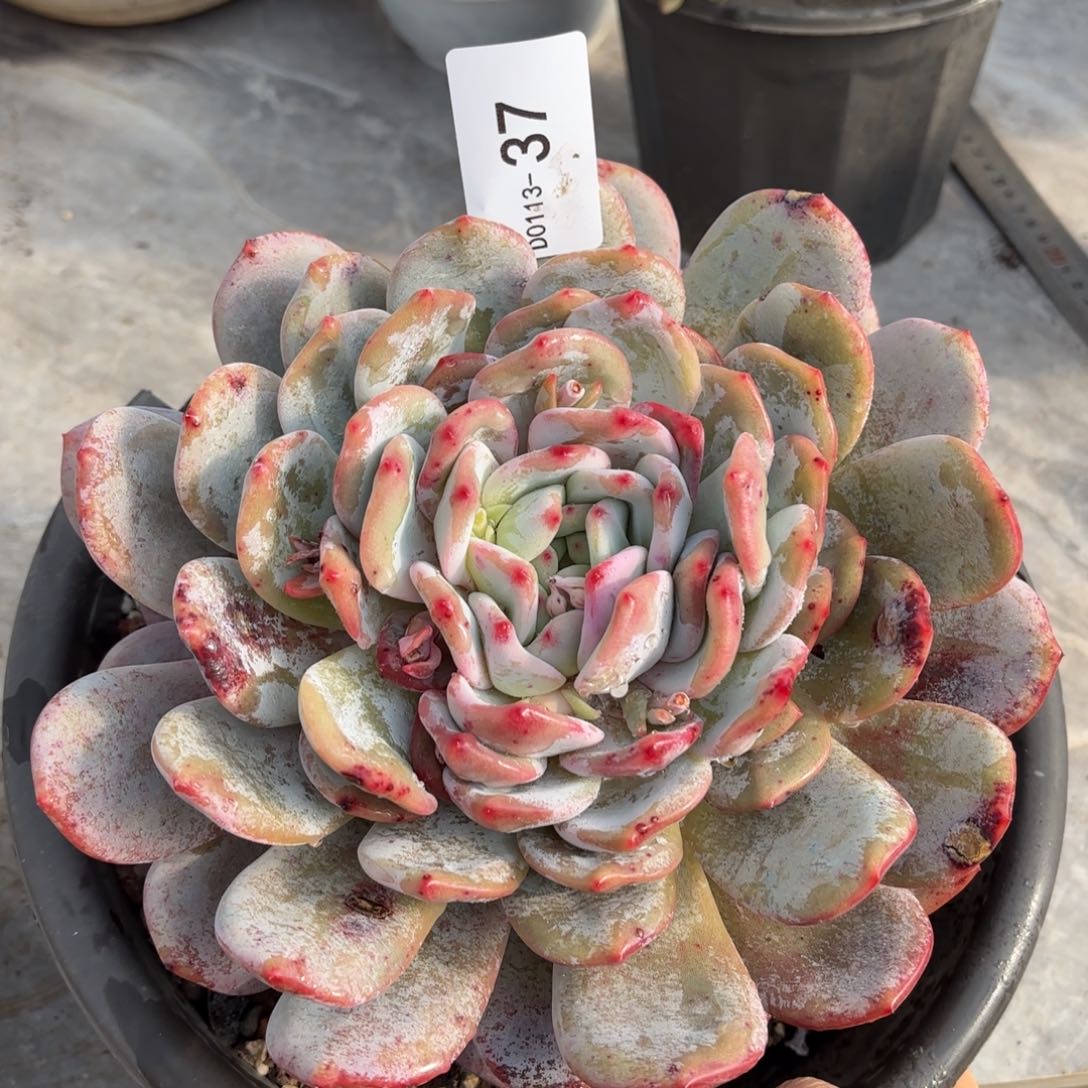 同温层多肉雪天使37