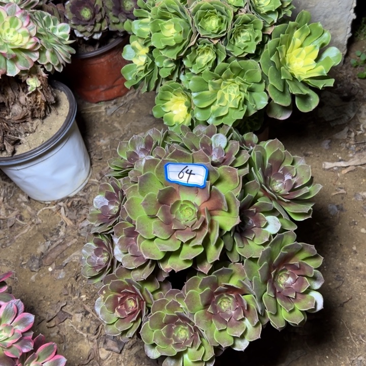 云***彩多肉植物断枝不包