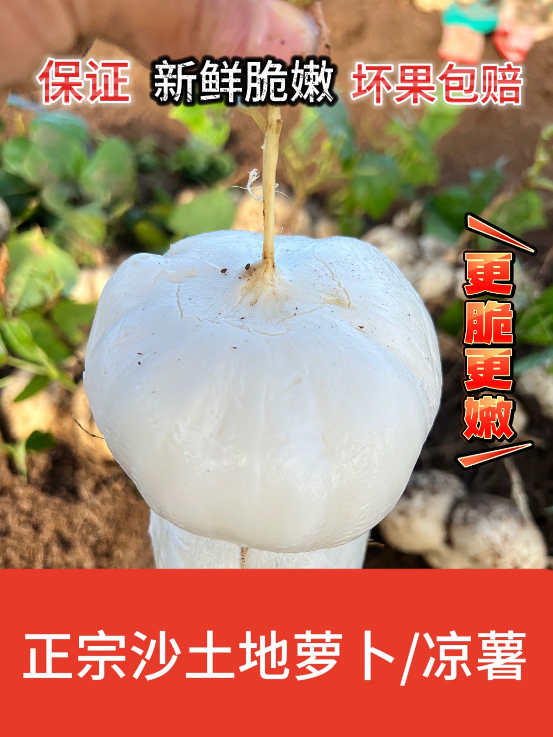 贵州地萝卜凉薯地瓜农家肥种植自然成熟脆嫩多汁清甜爽口
