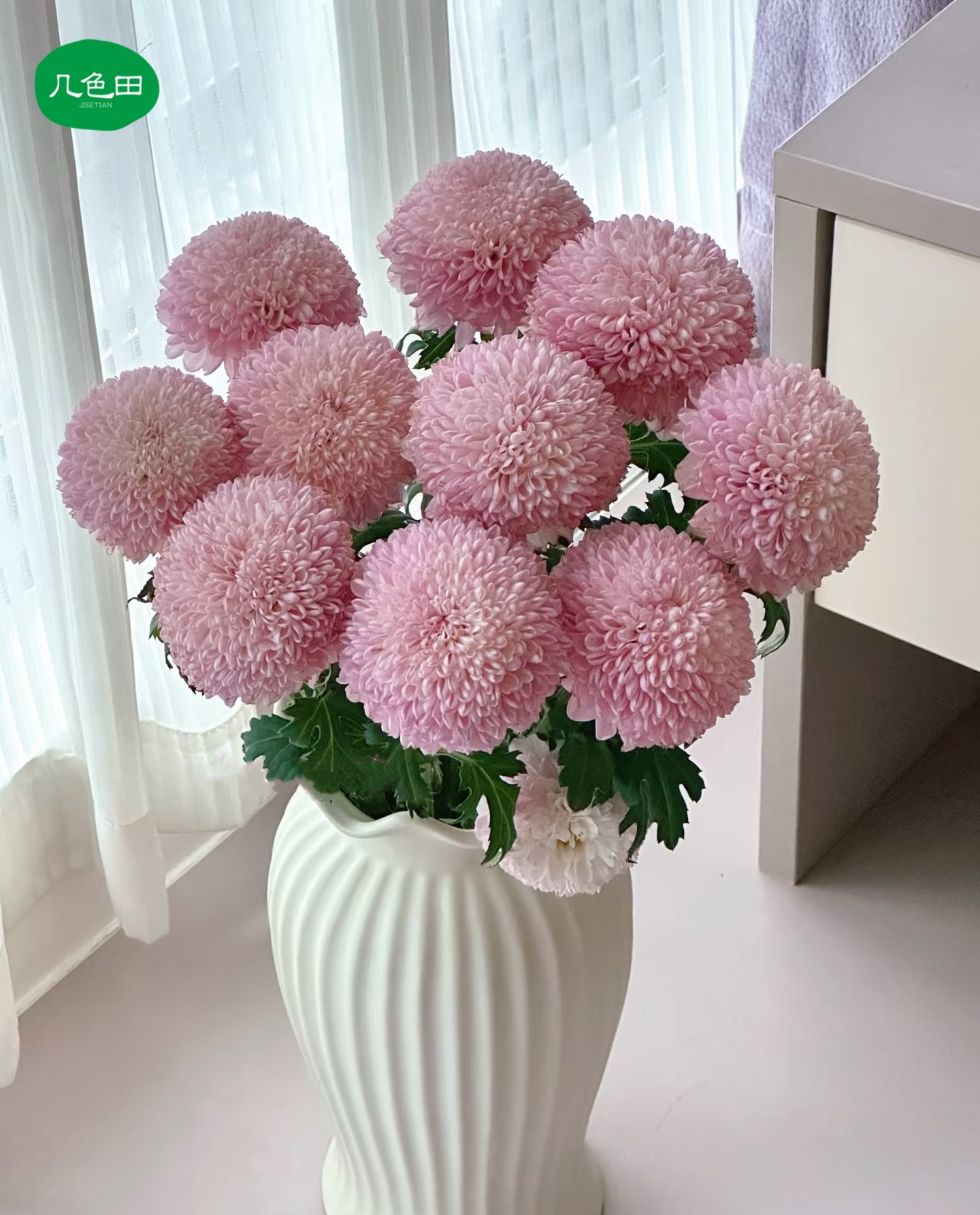 粉色乒乓菊----云南直发鲜花云南花插花鲜花