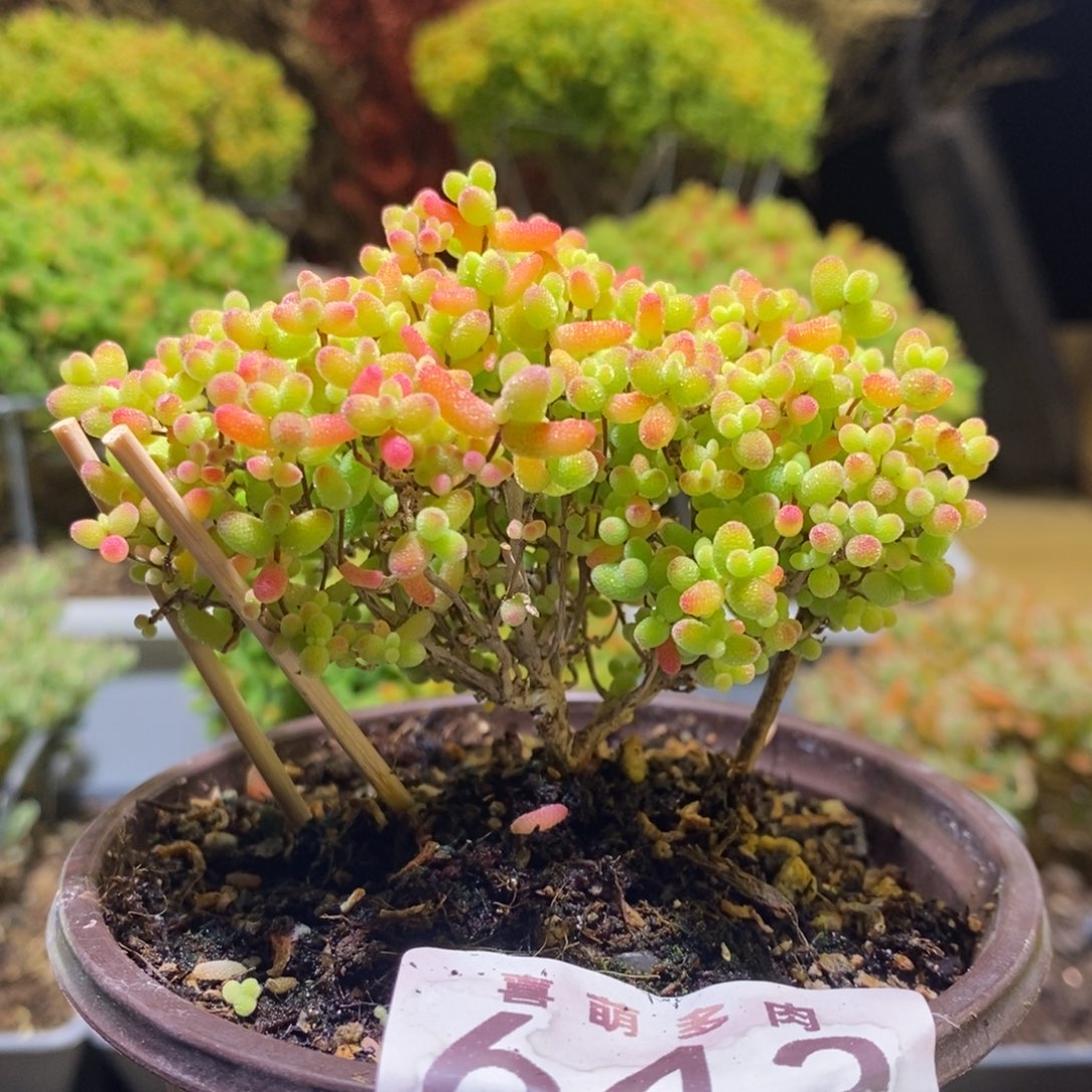 蜜桔枝干番杏643