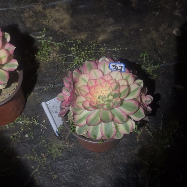 一物一拍多肉倾城527