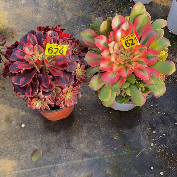 多肉626、6210000000