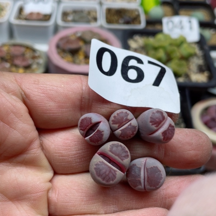 067紫菊一颗零下拍保温