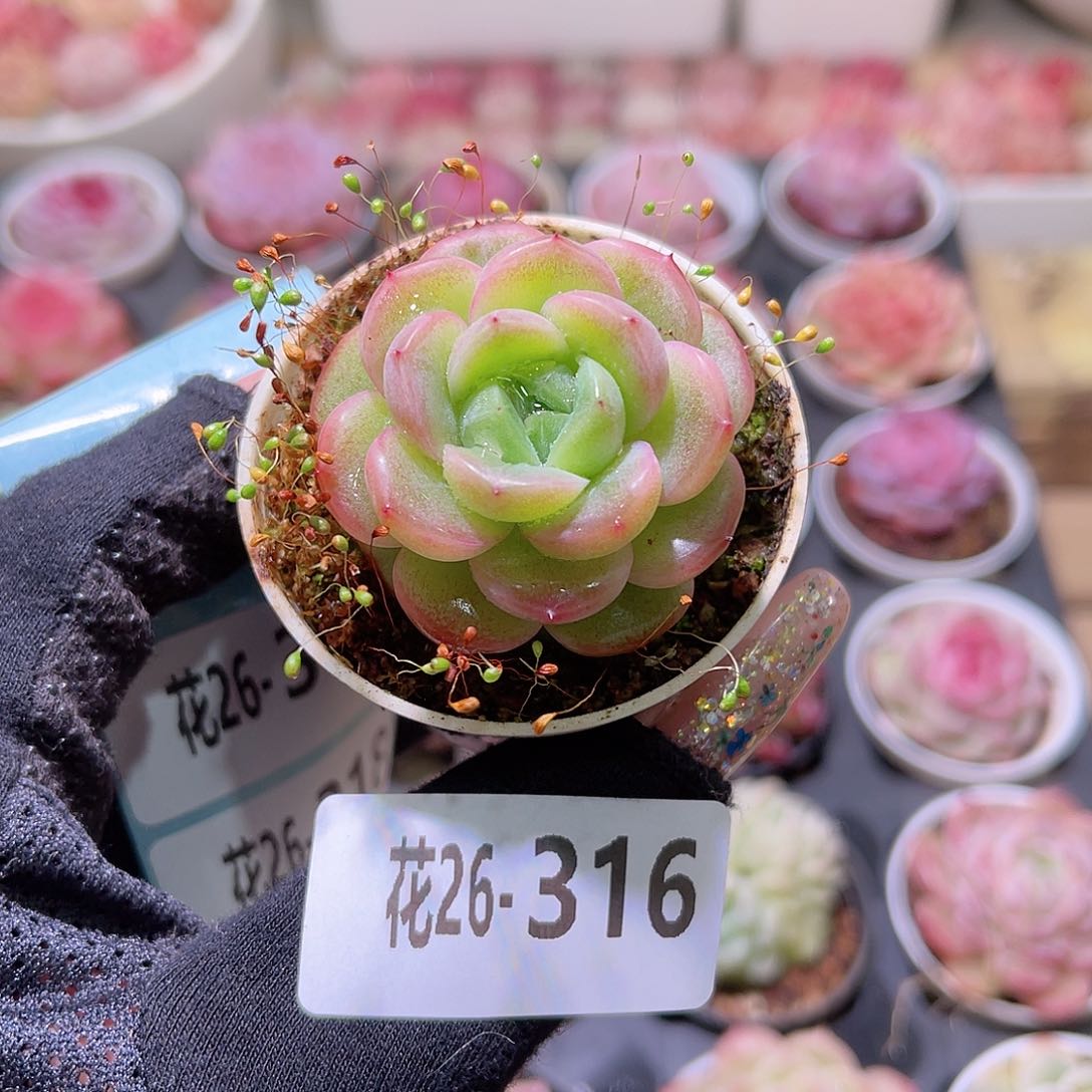 花利美26-316新品