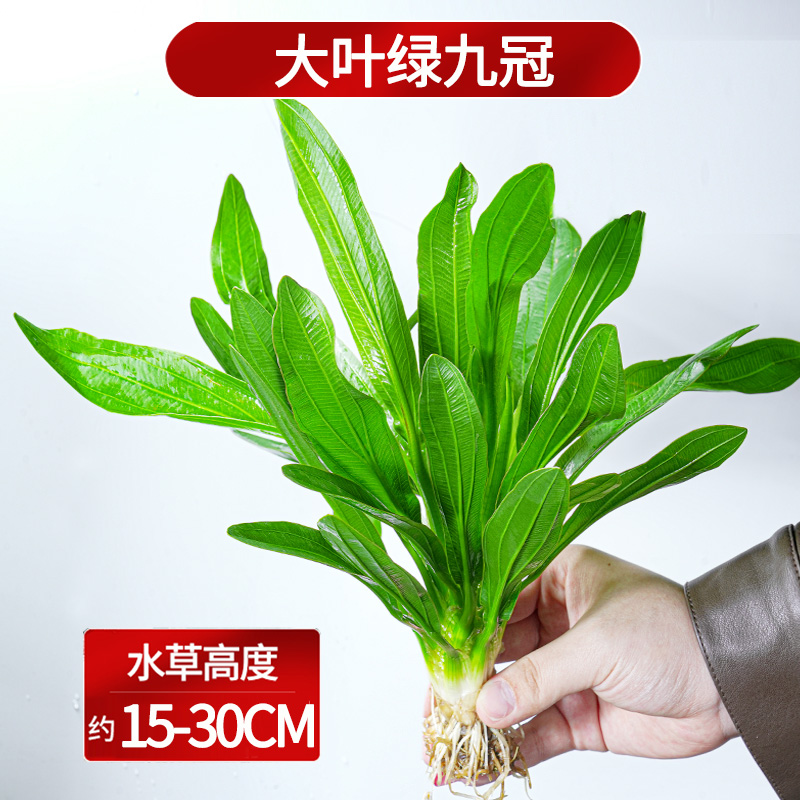 绿九冠