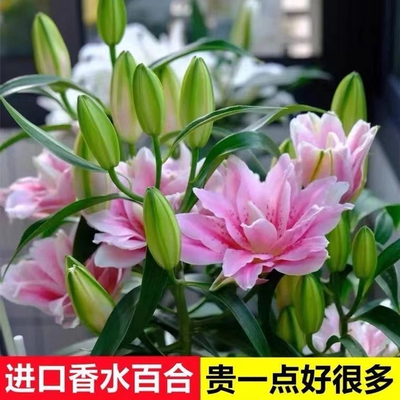 带芽香水百合花种球浓香型花卉庭院阳台耐寒室内种植绿植进口