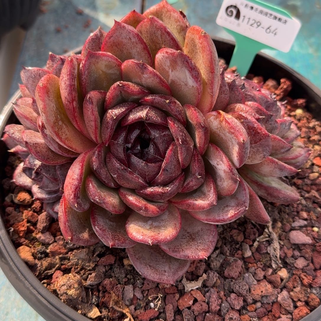 从前慢多肉精选编号1129.64