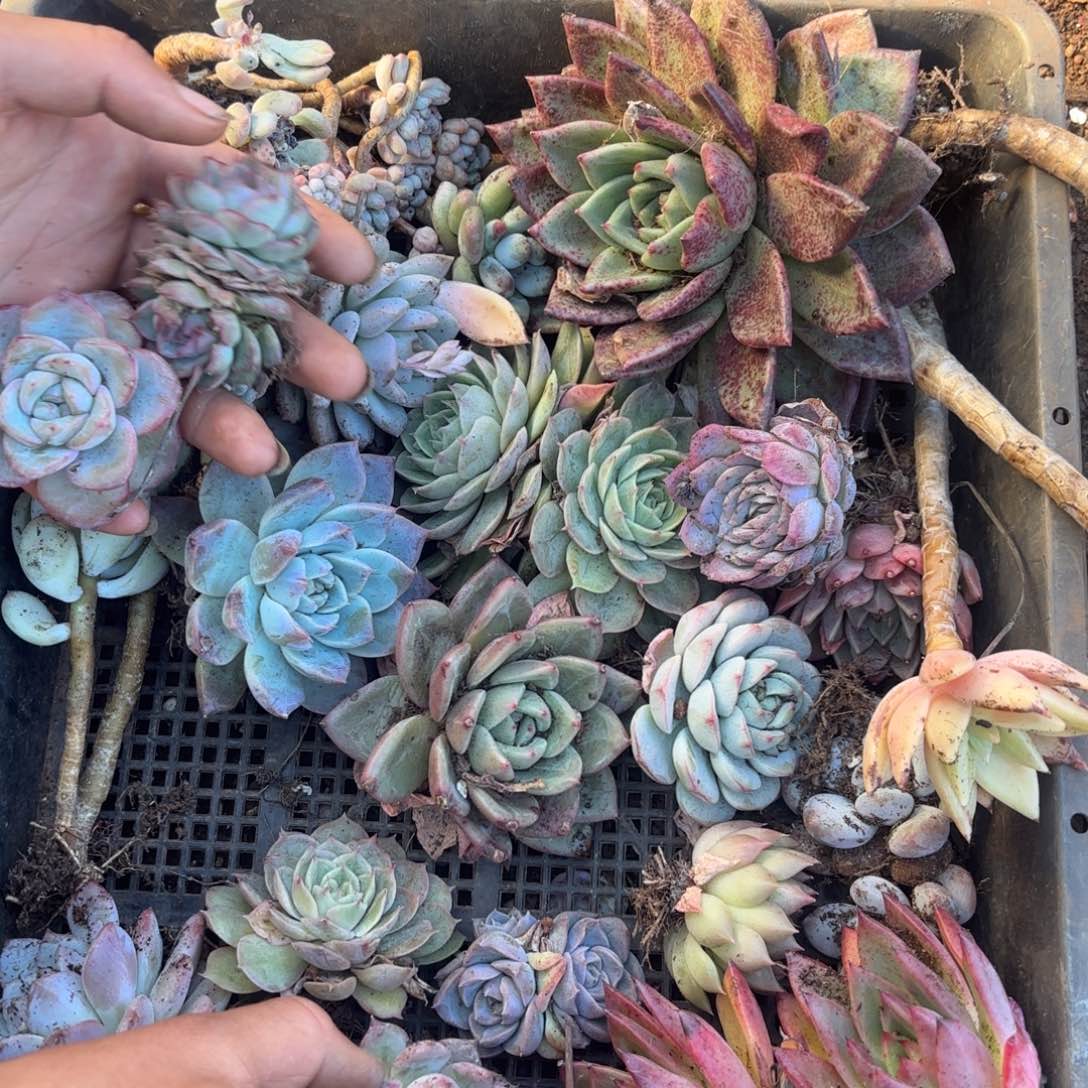 多肉植物框拍6号w