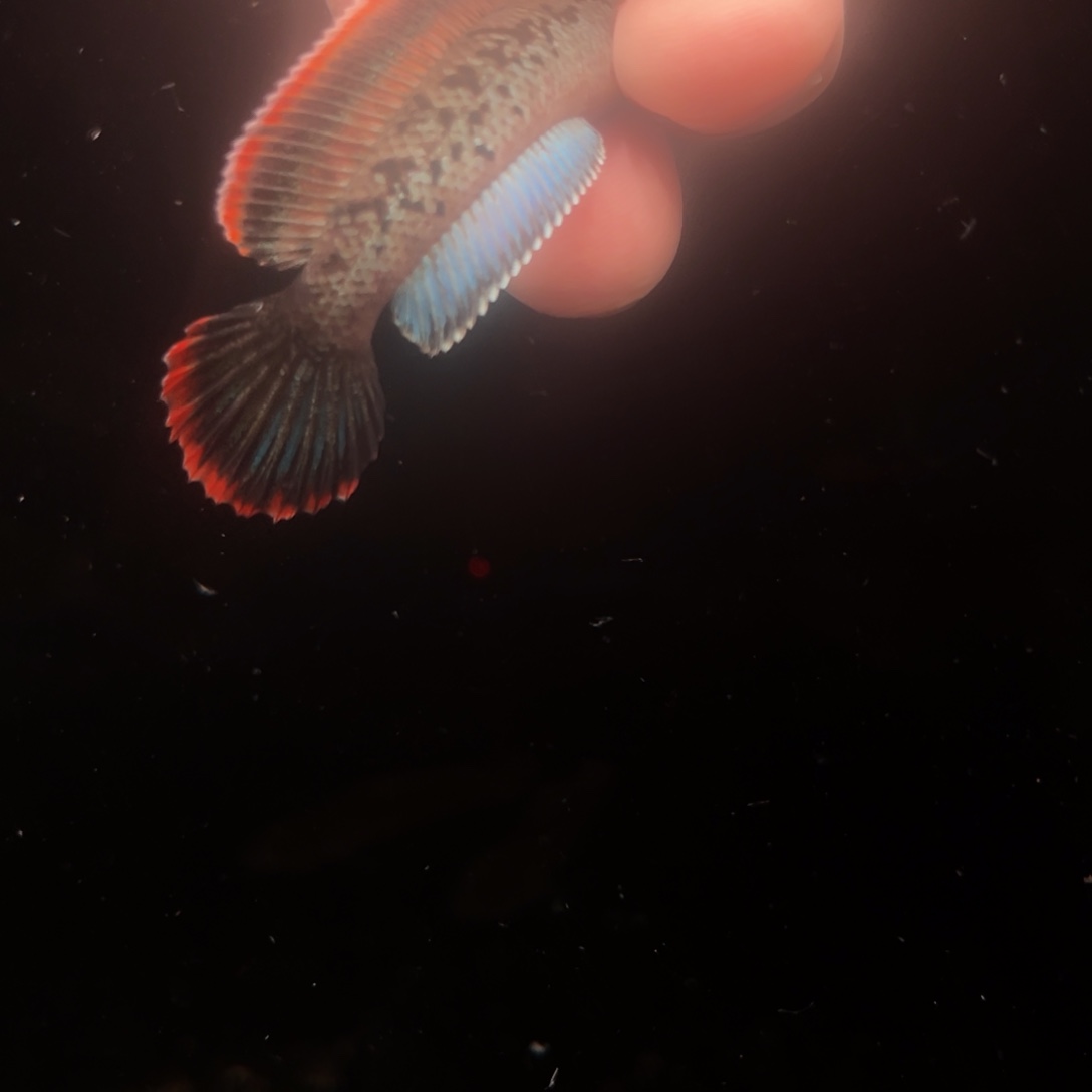 海水鱼鬼王蓝宝石雷龙