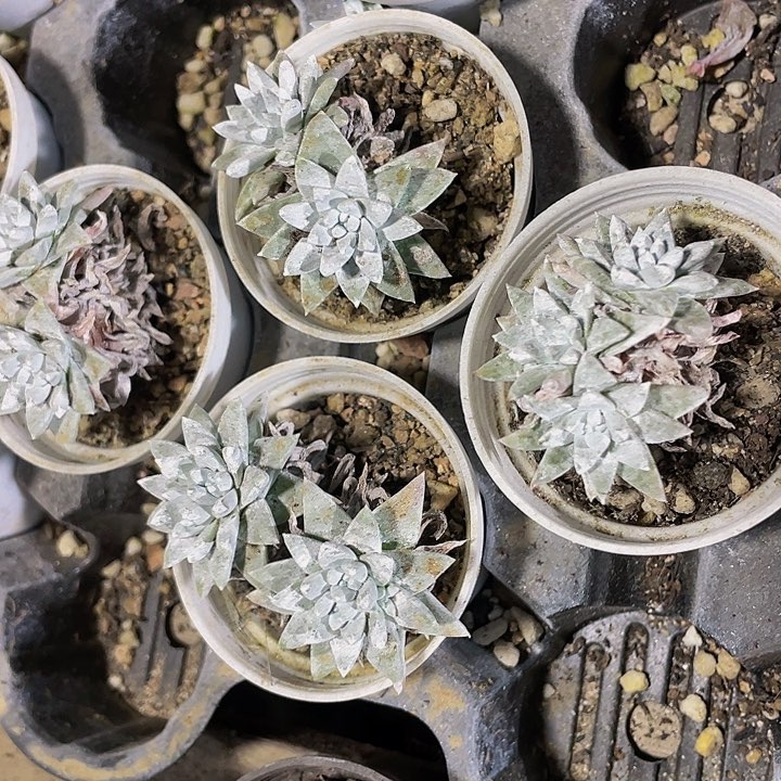 小白菊1.5带盆土