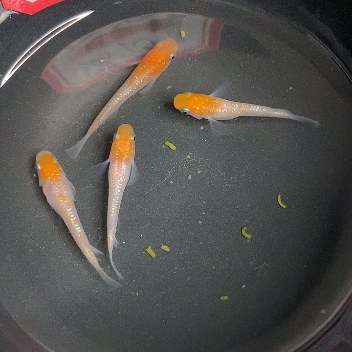 海水鱼墨子的鱼18号王华