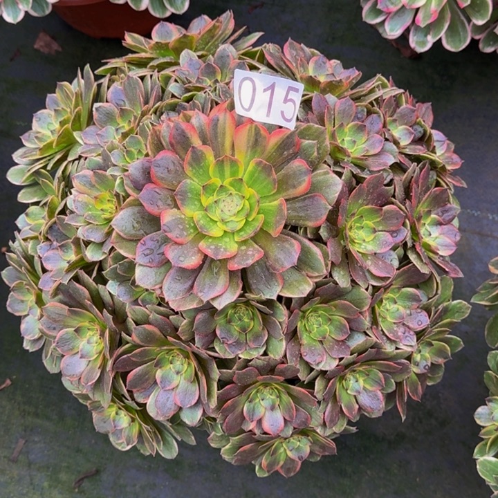 z***v00000000015半夏多肉植物