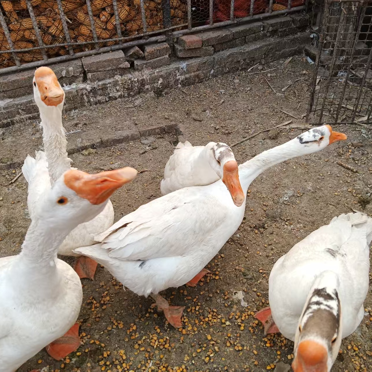 东北农村散养溜达鹅笨大鹅带心肝胗手工处理新鲜锁鲜配送