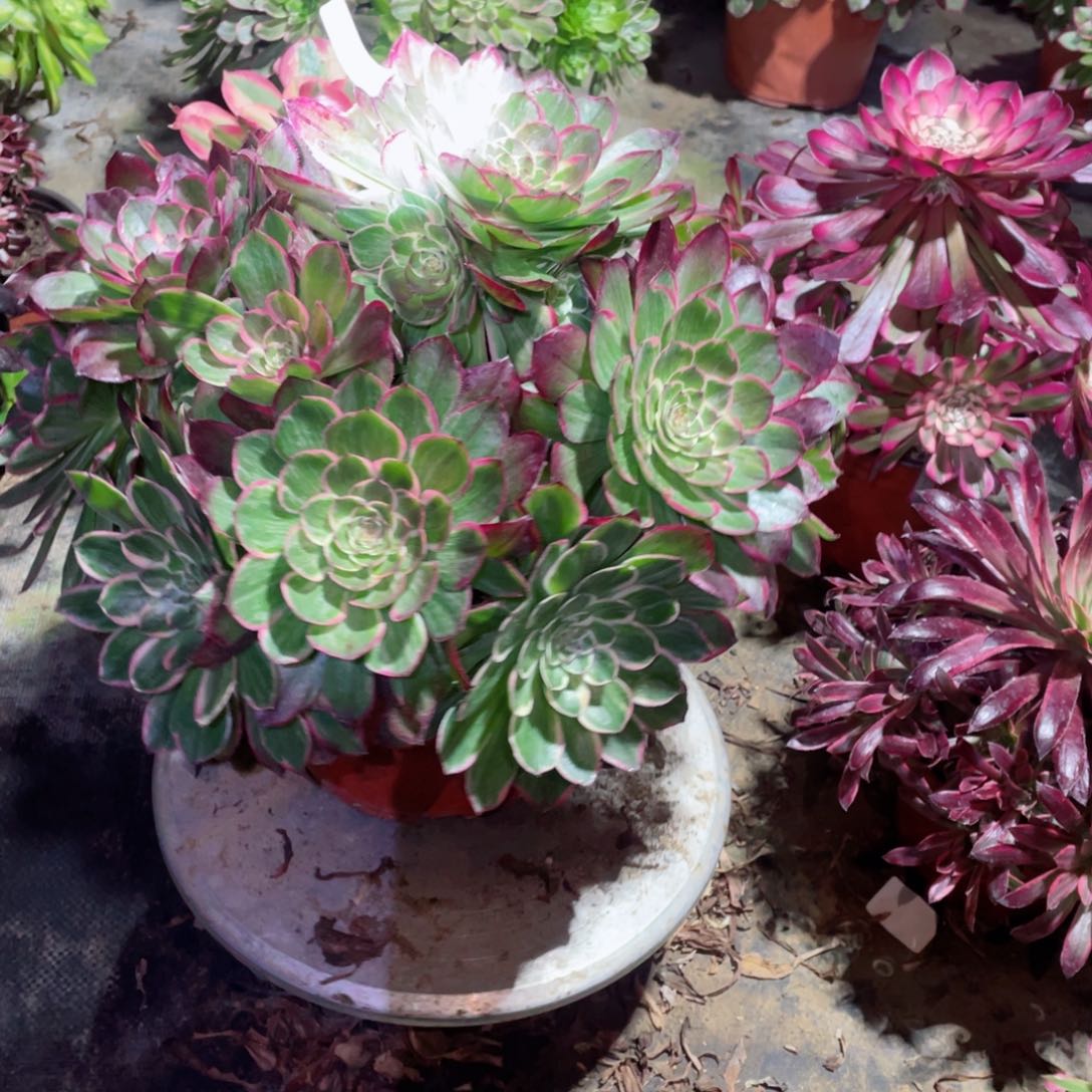 多肉植物莲花座641