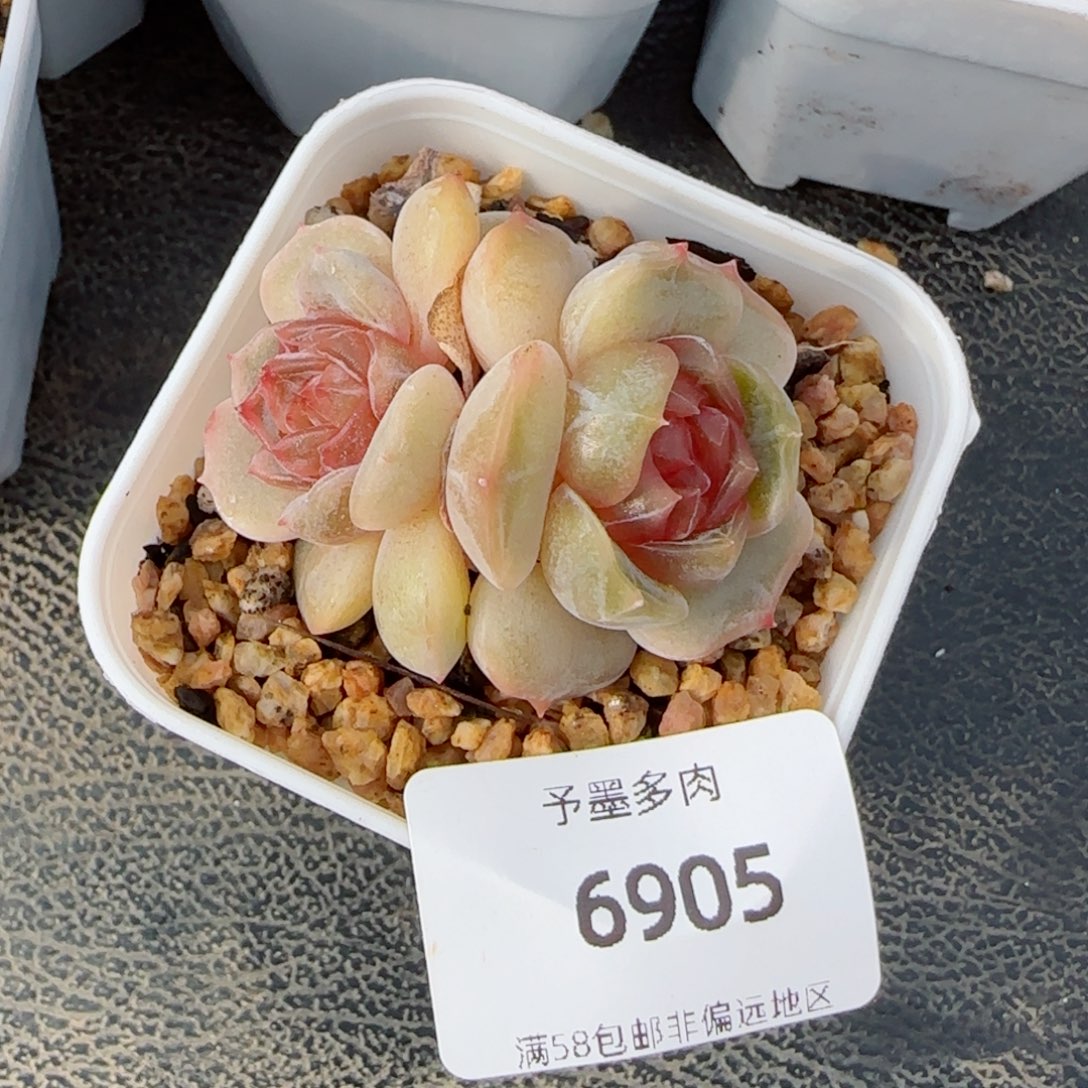 彩恋，6905多肉植物