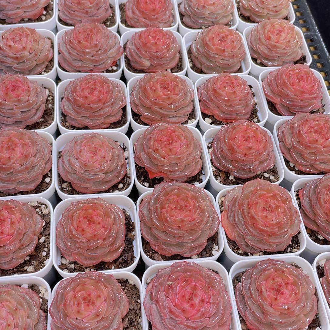 量拍42号 糖心秋海棠单头一个