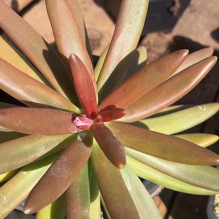 椰子树特价一物一拍