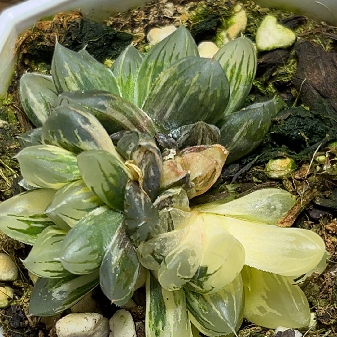 恭喜发财大吉大利0075