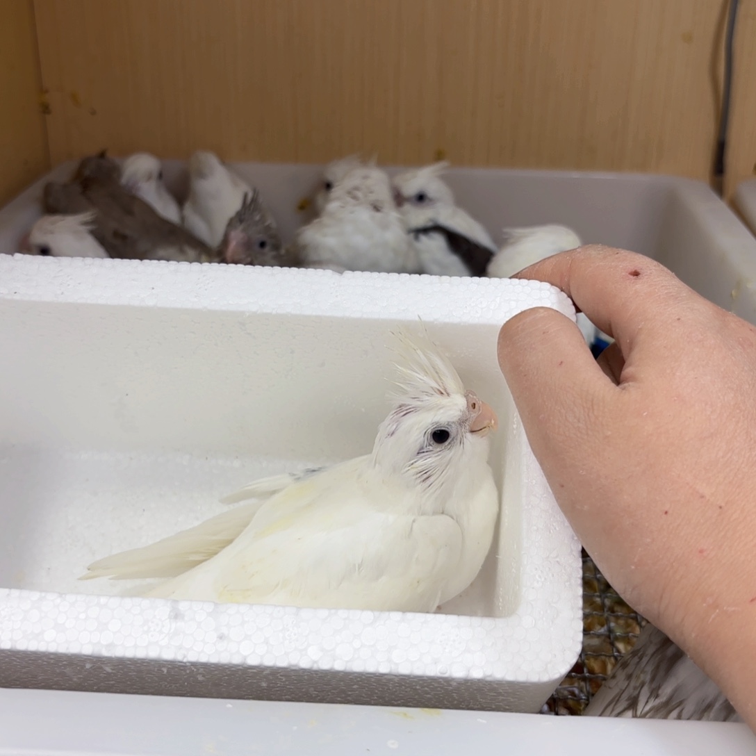 岁***财虎皮鹦鹉白色喷点